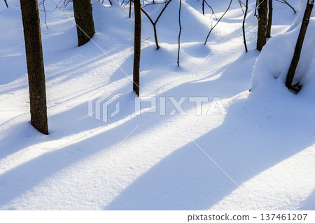 blue shadows of trees on sun shined of snowdrifts 137461207