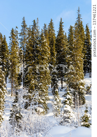 coniferous trees on mount near Kandalaksha town coniferous trees on mount near Kandalaksha town 137461221