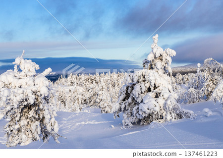 view of snowy trees on hill near Kandalaksha town view of snowy trees on hill near Kandalaksha town 137461223