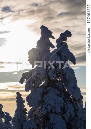 frozen tree on hill near Kandalaksha under sun frozen tree on hill near Kandalaksha under sun 137461225