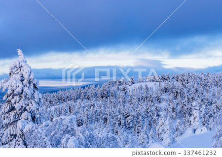view of snowbound forest on snowy hill in evening view of snowbound forest on snowy hill in evening 137461232