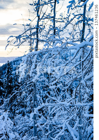 snow-covered tree branches on hill in winter dusk snow-covered tree branches on hill in winter dusk 137461236