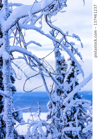 snow-covered tree twigs close up on hill in dusk snow-covered tree twigs close up on hill in dusk 137461237