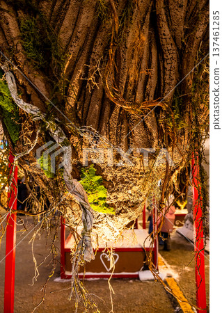 natural roots of living tree in hanging flowerbed natural roots of living tree in hanging flowerbed 137461285