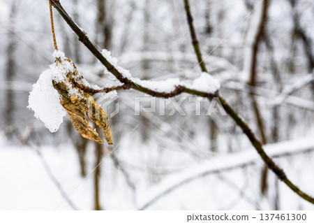 dried frozen yellow leaf on twig close up on twig 137461300