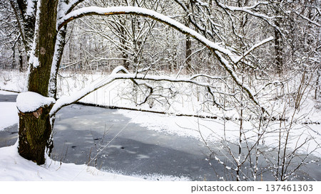 snow-covered tree branch over frozen river in park snow-covered tree branch over frozen river in park 137461303