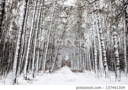 snow-covered alley in larch grove in city park snow-covered alley in larch grove in city park 137461304