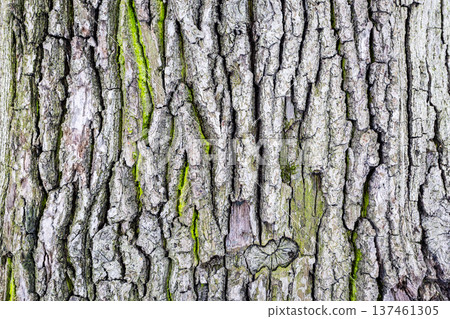 natural wood bark of old oak tree with green moss 137461305
