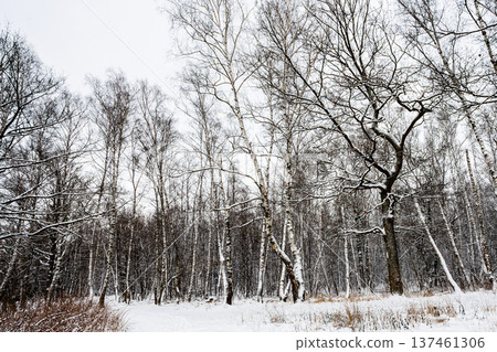 snow-covered cbirch and oak grove of city park 137461306