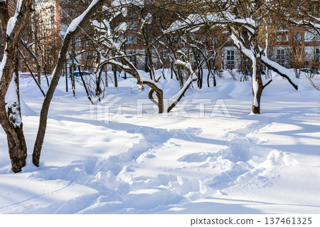 footpathes trodden in snowdrifts in city park 137461325