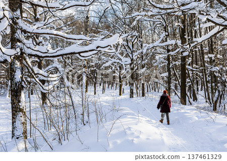walking on pathway in snowy forest of city park 137461329