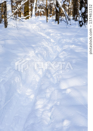 view of deep pathway in fresh snow in forest 137461332