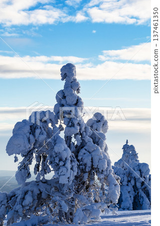 frozen trees on hill near Kandalaksha in winter frozen trees on hill near Kandalaksha in winter 137461350