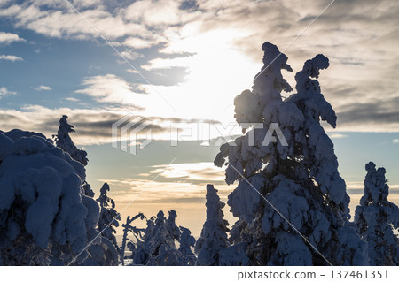 frozen trees under gray sky in winter day frozen trees under gray sky in winter day 137461351