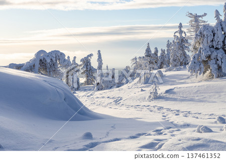 view of snowy hill slope near Kandalaksha, winter view of snowy hill slope near Kandalaksha, winter 137461352