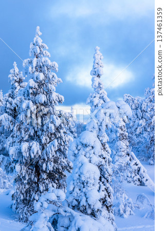 view of snowbound trees on snowy hill in winter view of snowbound trees on snowy hill in winter 137461359