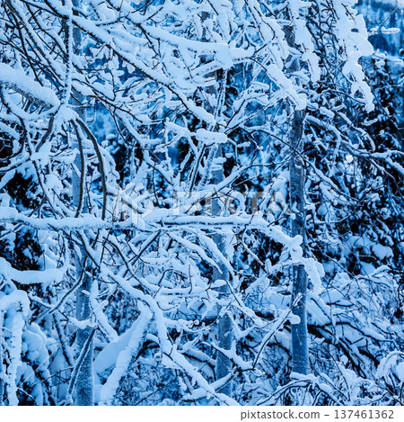 snow-covered tree branches in mountain forest snow-covered tree branches in mountain forest 137461362