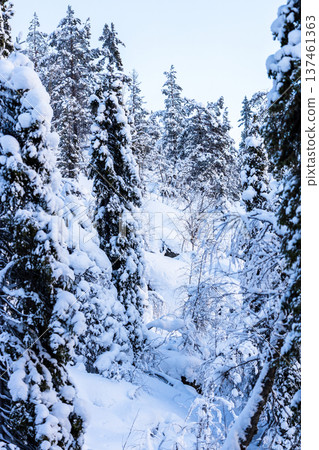 snowbound spruce trees and blue sky in winter snowbound spruce trees and blue sky in winter 137461363
