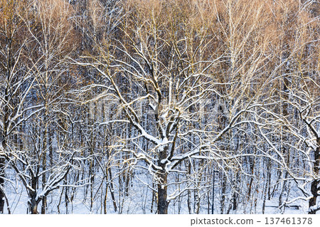 top view of sunlit snow-covered oak grove in park top view of sunlit snow-covered oak grove in park 137461378