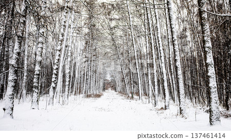 panoramic view snow-covered alley in larch grove panoramic view snow-covered alley in larch grove 137461414