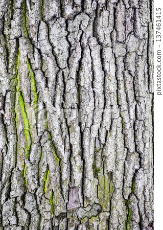 wooden bark of old oak tree trunk with green moss 137461415