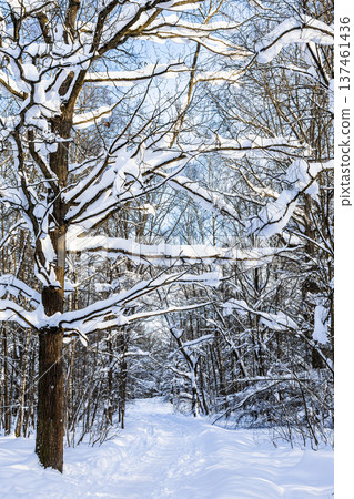 pathway and snow-covered larch tree in city park 137461436