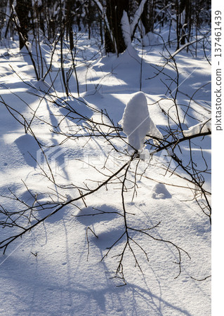 sunlit snowdrifts in snowy forest of city park 137461439