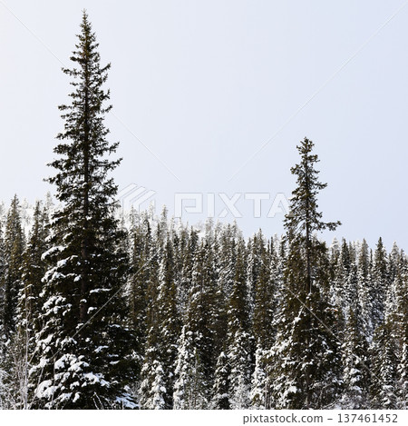 snow-covered coniferous forest in Kandalaksha snow-covered coniferous forest in Kandalaksha 137461452