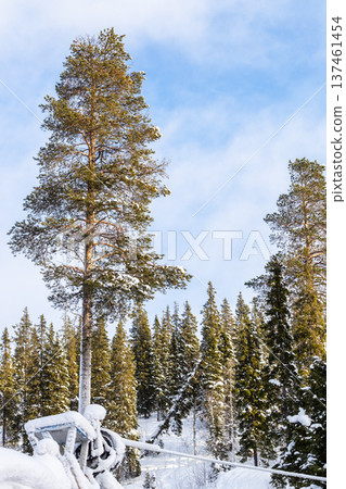 pine tree near ski slope on hill near Kandalaksha pine tree near ski slope on hill near Kandalaksha 137461454