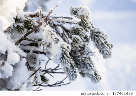 snowy twig of fresh fir tree in winter day snowy twig of fresh fir tree in winter day 137461459
