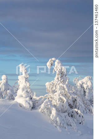 snowy-covered grove on hill in sunny winter day 137461460