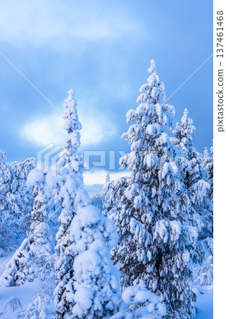 view of frozen trees on snowy hill in winter view of frozen trees on snowy hill in winter 137461468