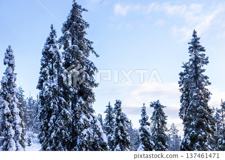 snow-covered spruce trees and blue sky in winter snow-covered spruce trees and blue sky in winter 137461471