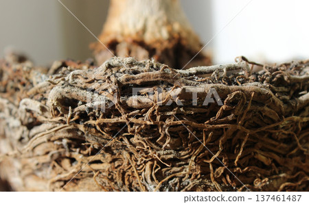 Intertwined Roots Of Decorative Palm Tree Closeup Stock Photo 137461487