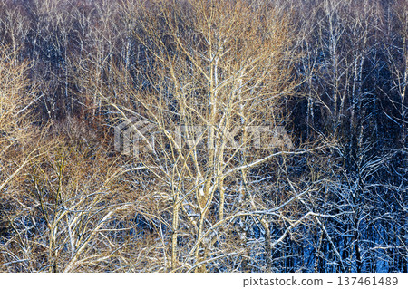 top view of sunlit aspen grove in forest in winter top view of sunlit aspen grove in forest in winter 137461489
