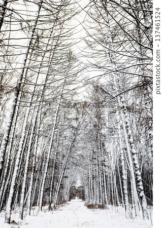 snowy larch alley in forest of park after snowfall 137461524
