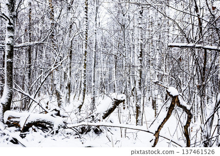 snow-covered sawn broken trees in city park 137461526