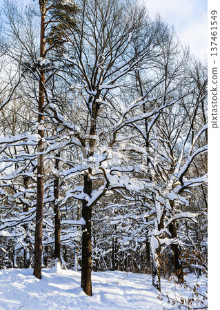 snow-covered larch and pine trees in city park 137461549