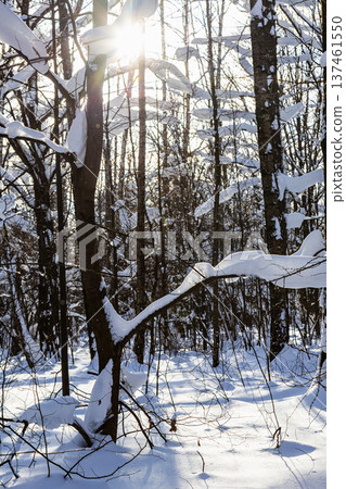 sun shines between snow-covered tree trunks sun shines between snow-covered tree trunks 137461550