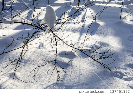 sunlit deep snowdrifts in snowy forest of park 137461552