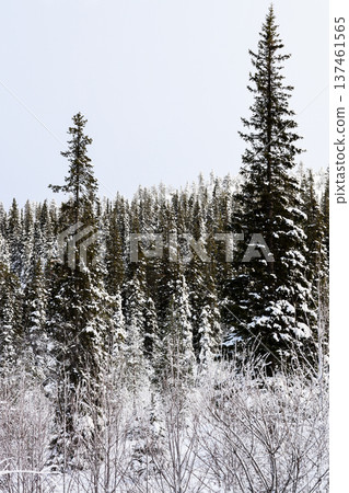 snowy coniferous forest on hill in Kandalaksha snowy coniferous forest on hill in Kandalaksha 137461565