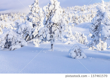 snowbound trees on hill near Kandalaksha in winter snowbound trees on hill near Kandalaksha in winter 137461570