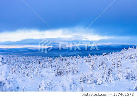 view of frozen forest on snowy hill in winter dusk view of frozen forest on snowy hill in winter dusk 137461578