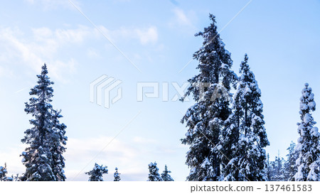 tops of snow-covered spruce trees and blue sky tops of snow-covered spruce trees and blue sky 137461583
