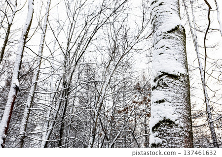 snow-covered tree trunks in forest of city park snow-covered tree trunks in forest of city park 137461632