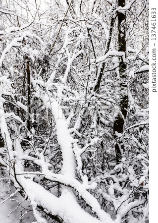 snow-covered wind broken trees in forest of park 137461633