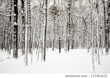 snow-covered tree trunks and clearing in forest snow-covered tree trunks and clearing in forest 137461635