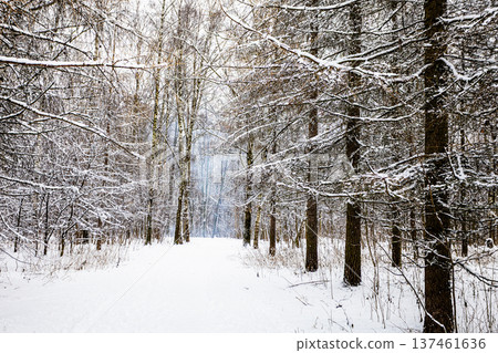 snow-covered wide way in forest of city park 137461636