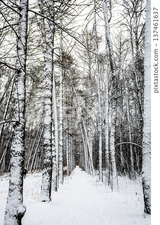 snow-covered larch trees along snowy way in park snow-covered larch trees along snowy way in park 137461637