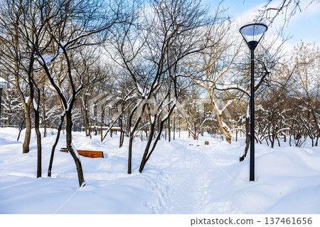 footpath trodden through snowdrifts in city park footpath trodden through snowdrifts in city park 137461656